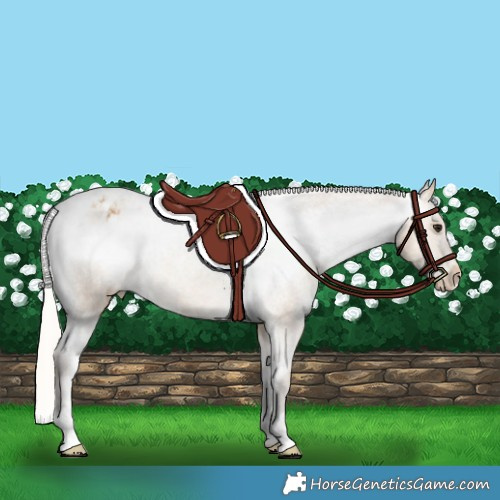 Horse Color:Silver Buckskin Appaloosa Rabicano 