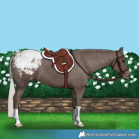 Horse Color:Silver Black Appaloosa 
