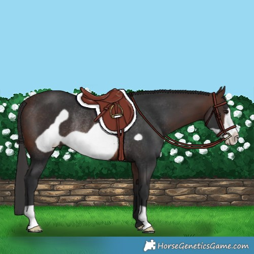 Horse Color:Brown Frame Rabicano 