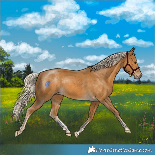 Horse Color:Palomino Sabino