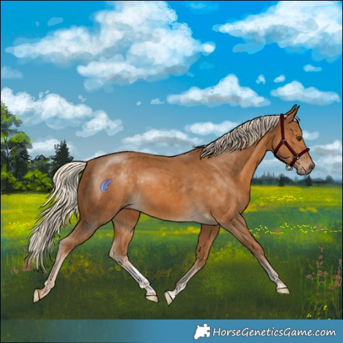 Horse Color:Palomino Sabino 