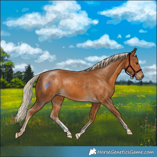 Horse Color:Palomino Sabino 