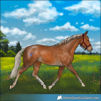Horse Color:Palomino Sabino 