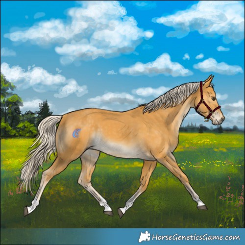 Horse Color:Palomino Tobiano
