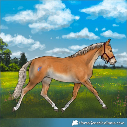 Horse Color:Palomino Tobiano 
