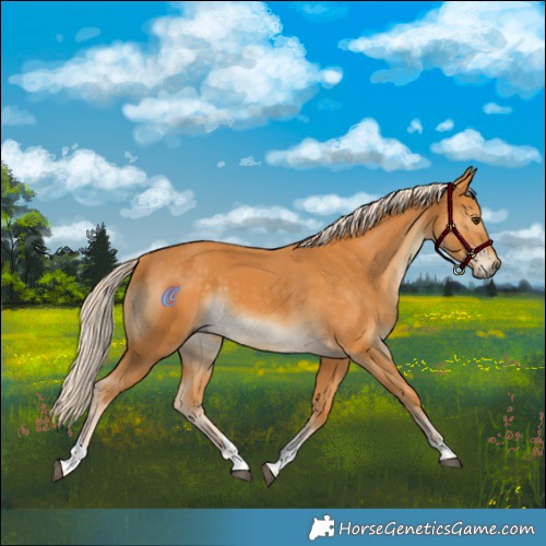 Horse Color:Palomino Tobiano 
