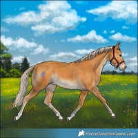 Horse Color:Palomino Tobiano