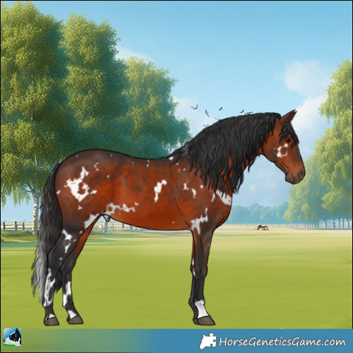Horse Color:White Spotted Brown 