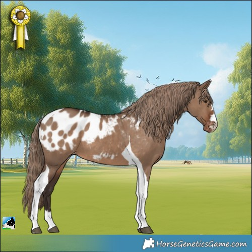 Horse Color:Liver Red Dun Tobiano Appaloosa 
