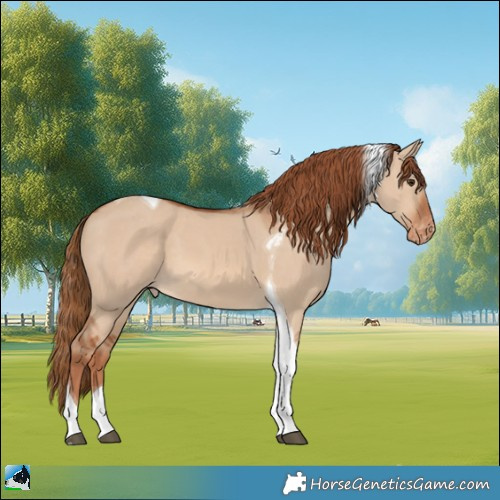 Horse Color:Red Dun Tobiano Appaloosa 