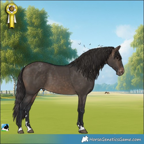Horse Color:Brown Dun Appaloosa 
