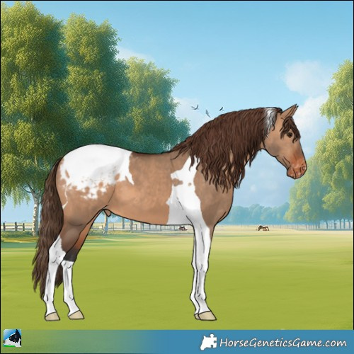 Horse Color:Bay Dun Tobiano Appaloosa 
