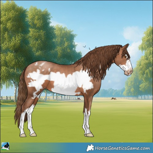 Horse Color:White Spotted Brown Pearl Frame Appaloosa 