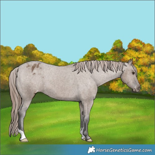 Horse Color:Liver Red Dun Appaloosa Brindle 