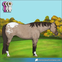 Horse Color:Liver Red Dun Appaloosa Brindle 
