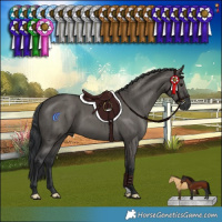 Horse Color:Grullo Brindle 