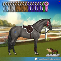 Horse Color:Grullo Brindle 