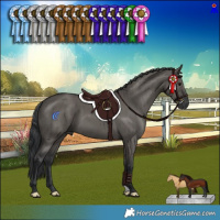 Horse Color:Grullo Brindle 