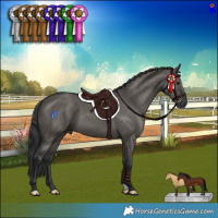 Horse Color:Grullo Brindle 