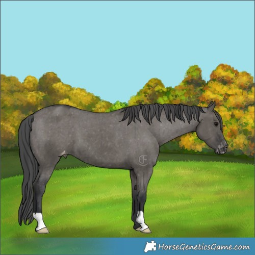 Horse Color:Grullo Appaloosa Brindle
