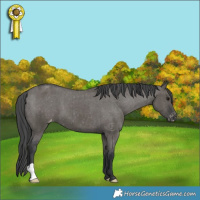 Horse Color:Grullo Appaloosa Brindle 
