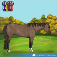 Horse Color:Liver Red Dun Brindle 