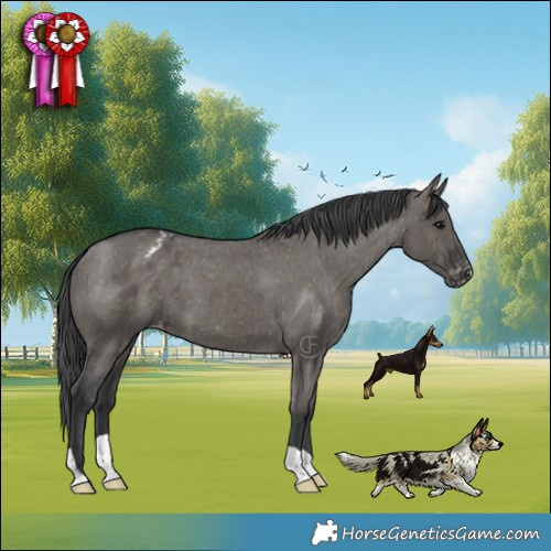 Horse Color:Grullo Appaloosa Brindle 
