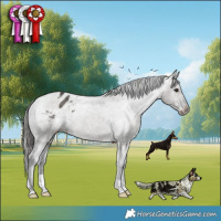Horse Color:Grullo Varnish Brindle