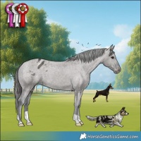 Horse Color:Grullo Appaloosa Brindle 