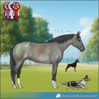 Horse Color:Grullo Varnish Brindle