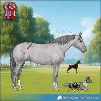 Horse Color:Grullo Appaloosa Brindle 