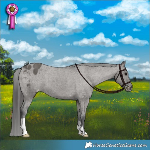 Horse Color:Grullo Appaloosa Brindle 