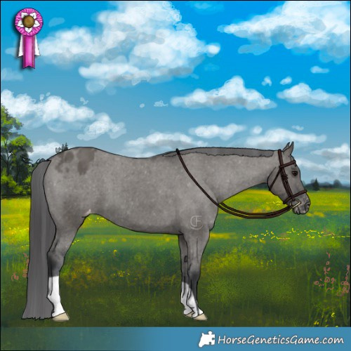 Horse Color:Grullo Appaloosa Brindle 