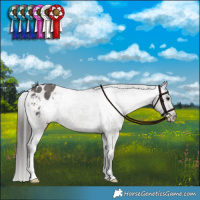 Horse Color:Grullo Appaloosa Brindle 