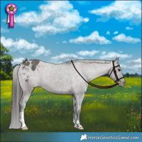 Horse Color:Grullo Appaloosa Brindle 