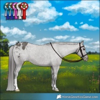 Horse Color:Grullo Appaloosa Brindle 