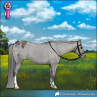 Horse Color:Grullo Appaloosa Brindle