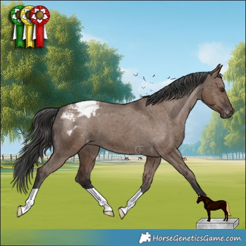 Horse Color:Liver Red Dun Appaloosa Brindle