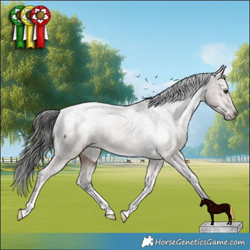 Horse Color:Liver Red Dun Appaloosa Brindle 