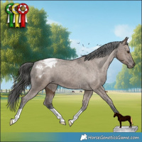 Horse Color:Liver Red Dun Appaloosa Brindle 