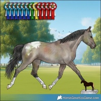Horse Color:Liver Red Dun Varnish Brindle 