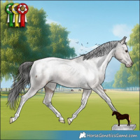 Horse Color:Liver Red Dun Appaloosa Brindle 