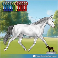Horse Color:Liver Red Dun Appaloosa Brindle 