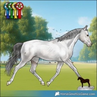 Horse Color:Liver Red Dun Appaloosa Brindle 