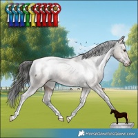 Horse Color:Liver Red Dun Appaloosa Brindle 