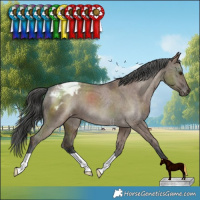 Horse Color:Liver Red Dun Varnish Brindle