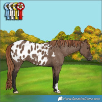 Horse Color:Liver Red Dun Appaloosa Brindle 