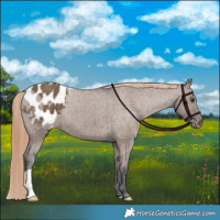 Horse Color:Liver Red Dun Appaloosa Brindle