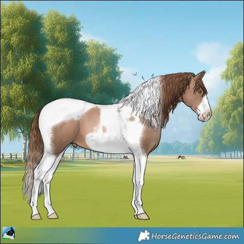 Horse Color:Liver Chestnut Pearl Tobiano Frame 