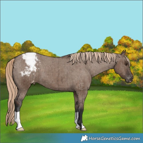 Horse Color:Liver Red Dun Appaloosa Brindle